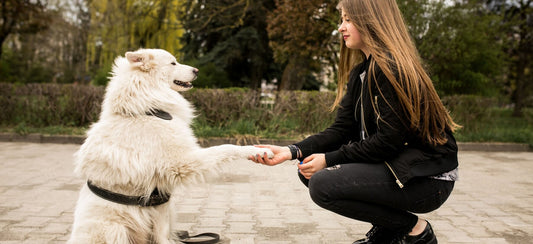 How to Create a Pet-Friendly Home: Tips for Comfort and Safety