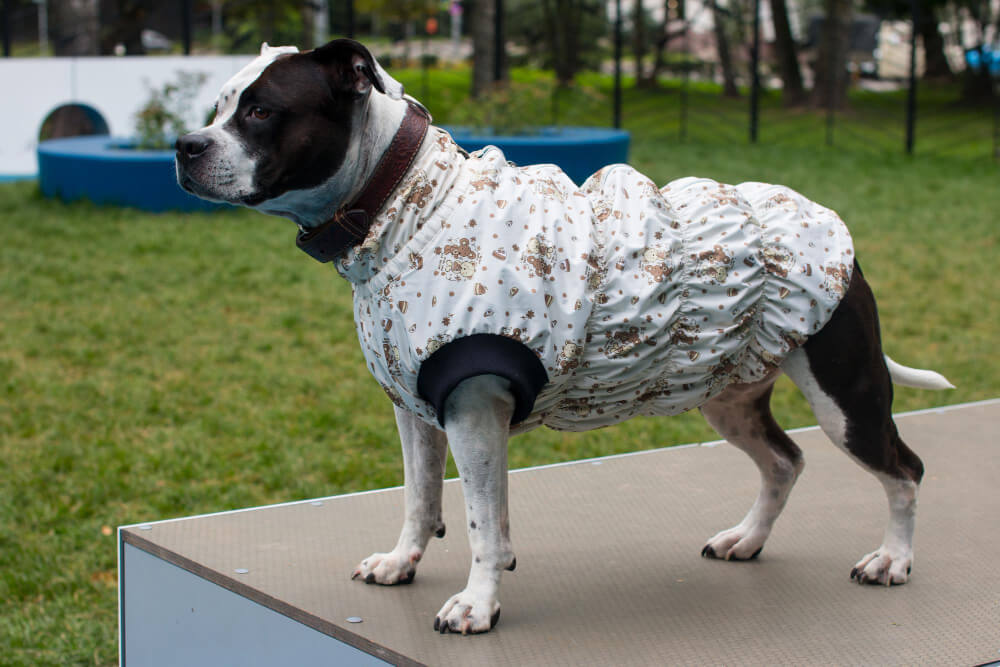 Soft Cotton Printed Shirts (Spring), Half Sleeves