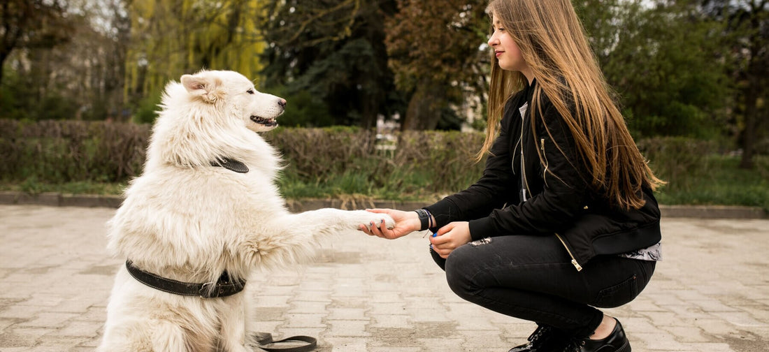 How to Create a Pet-Friendly Home: Tips for Comfort and Safety